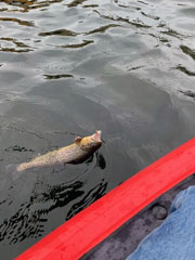 Fish Stocking